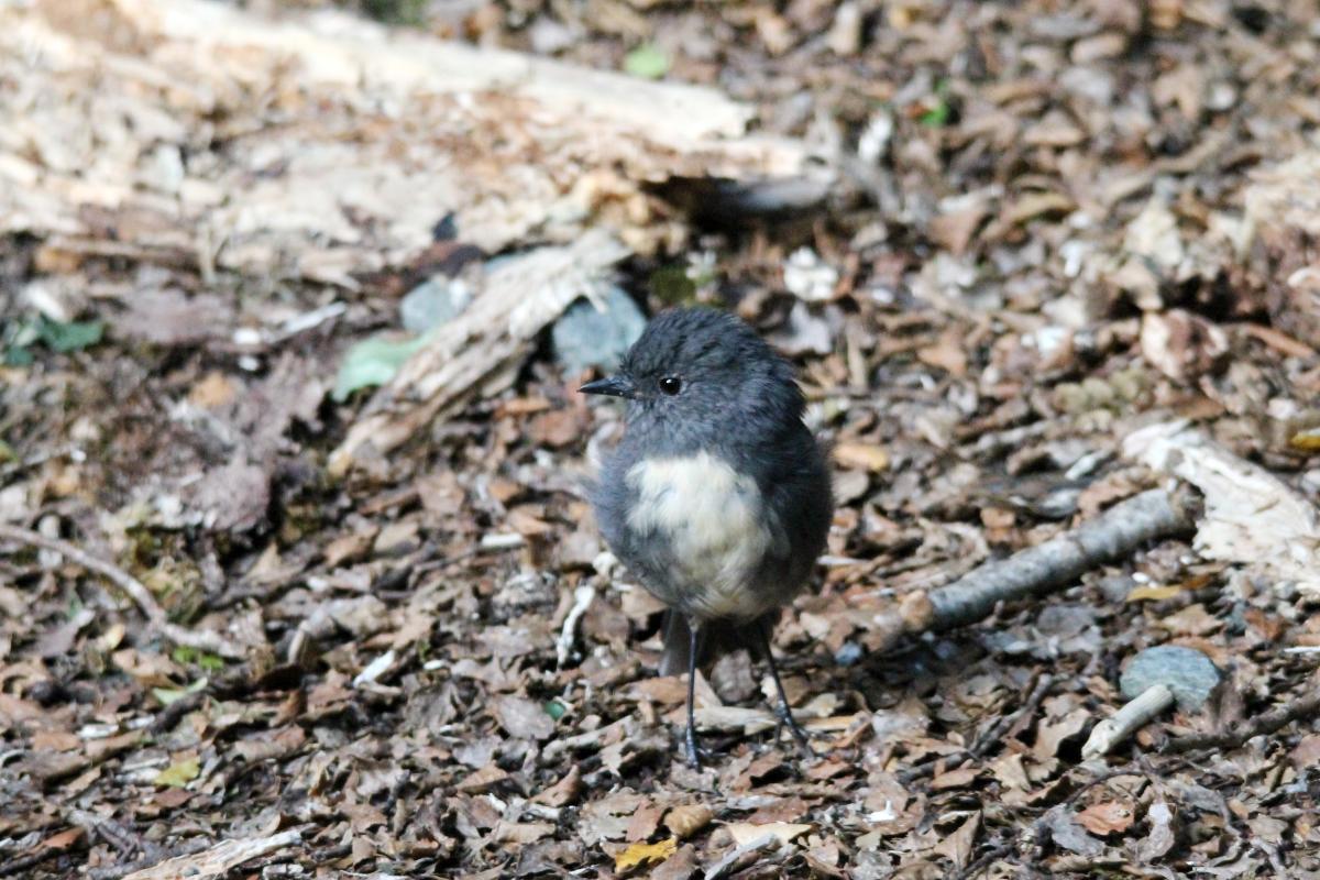 New Zealand Robin (Petroica australis), Te Anau Milford Highway, New Zealand, 2014-03-05 New Zealand Robin (Petroica australis)